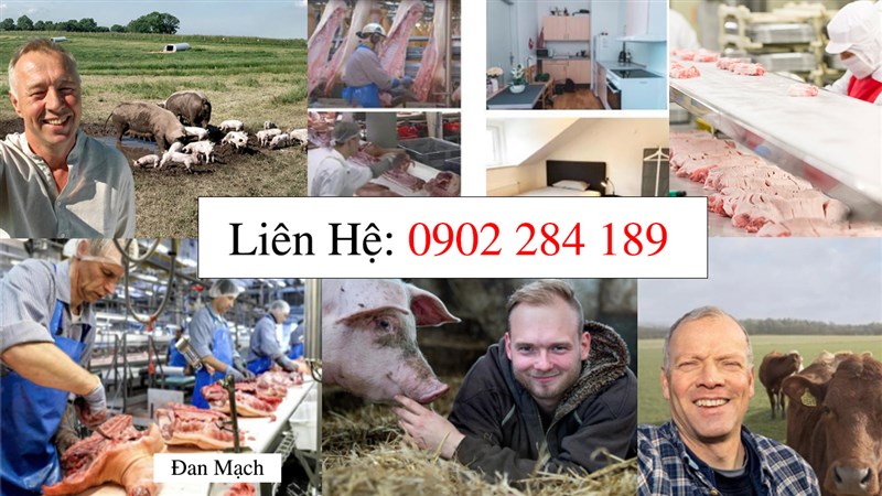 Thông Báo Tuyển Xuất Khẩu Lao Động Đơn Chế Biến Thịt Làm Việc Tại Đan Mạch