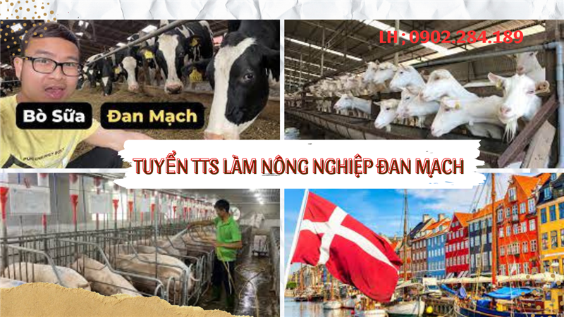 Đan Mạch Tuyển Thực Tập Sinh Làm Farm Trang Trại Bò Lợn Gà