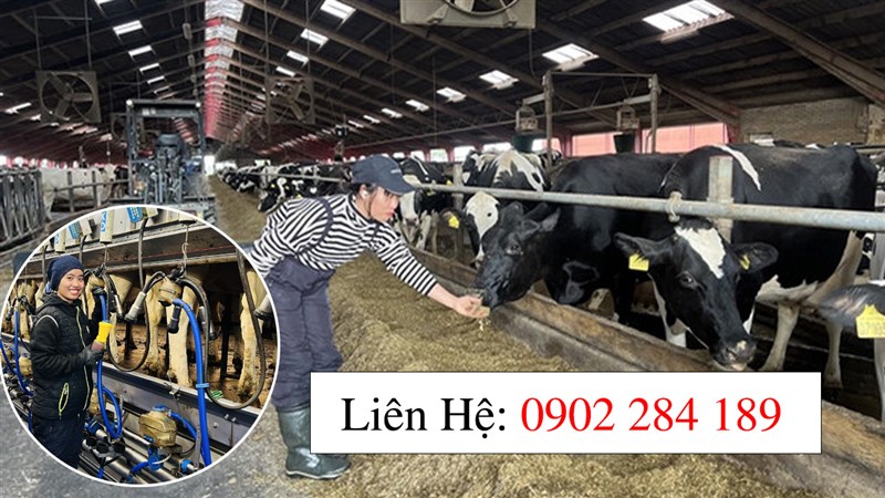 Tuyển Thực Tập Sinh Tại Đan Mạch Làm Farm Bò, Lợn, Gà