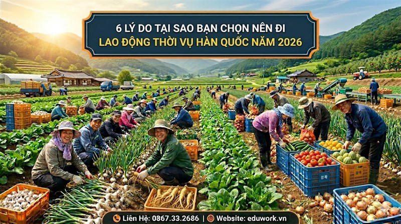 6 Lý Do Tại Sao Chọn Đi Xuất Khẩu Lao Động Thời Vụ Hàn Quốc Visa E8-1